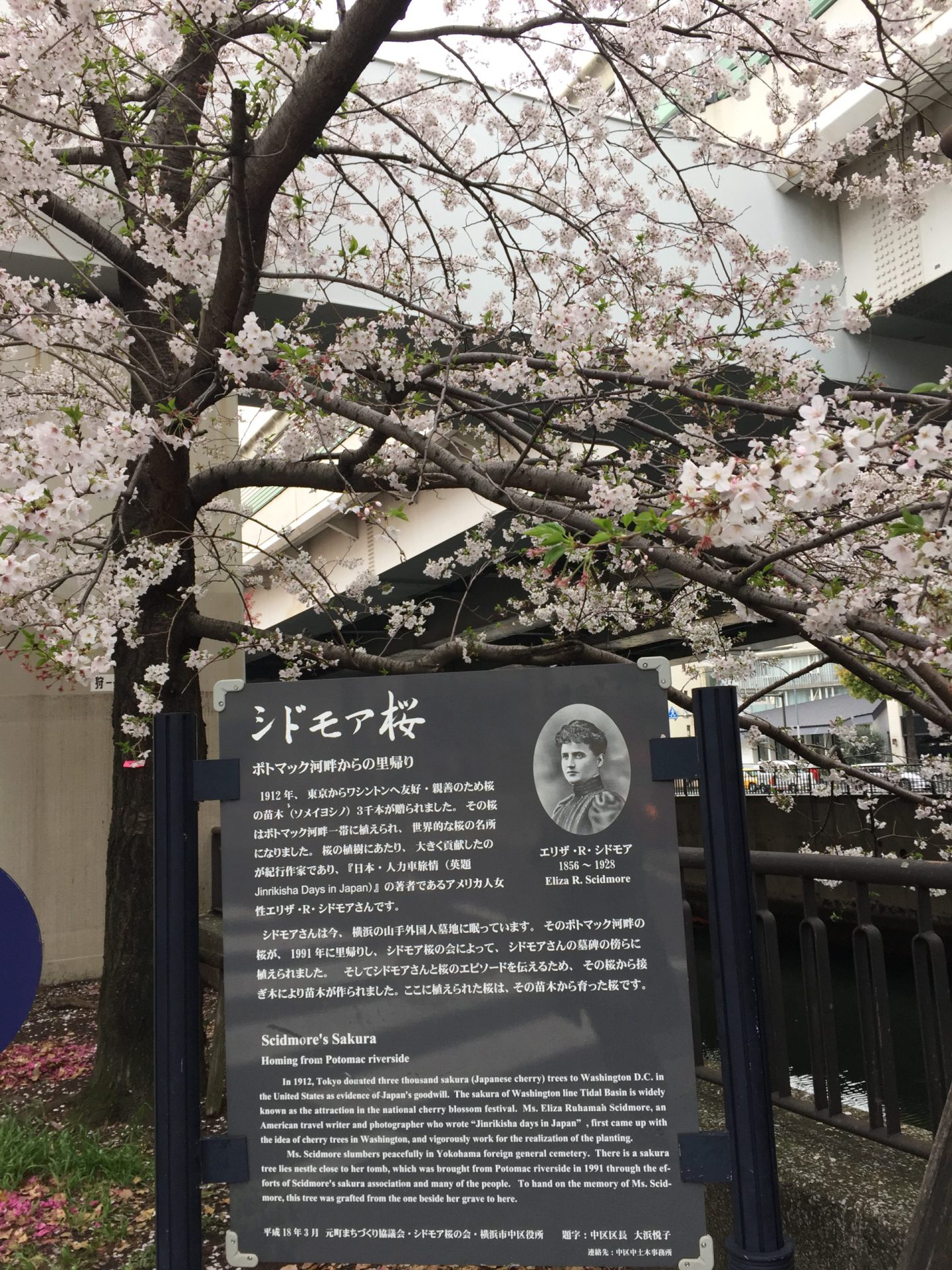 横浜シドモア桜祭り～苗木作成ワークショップ～