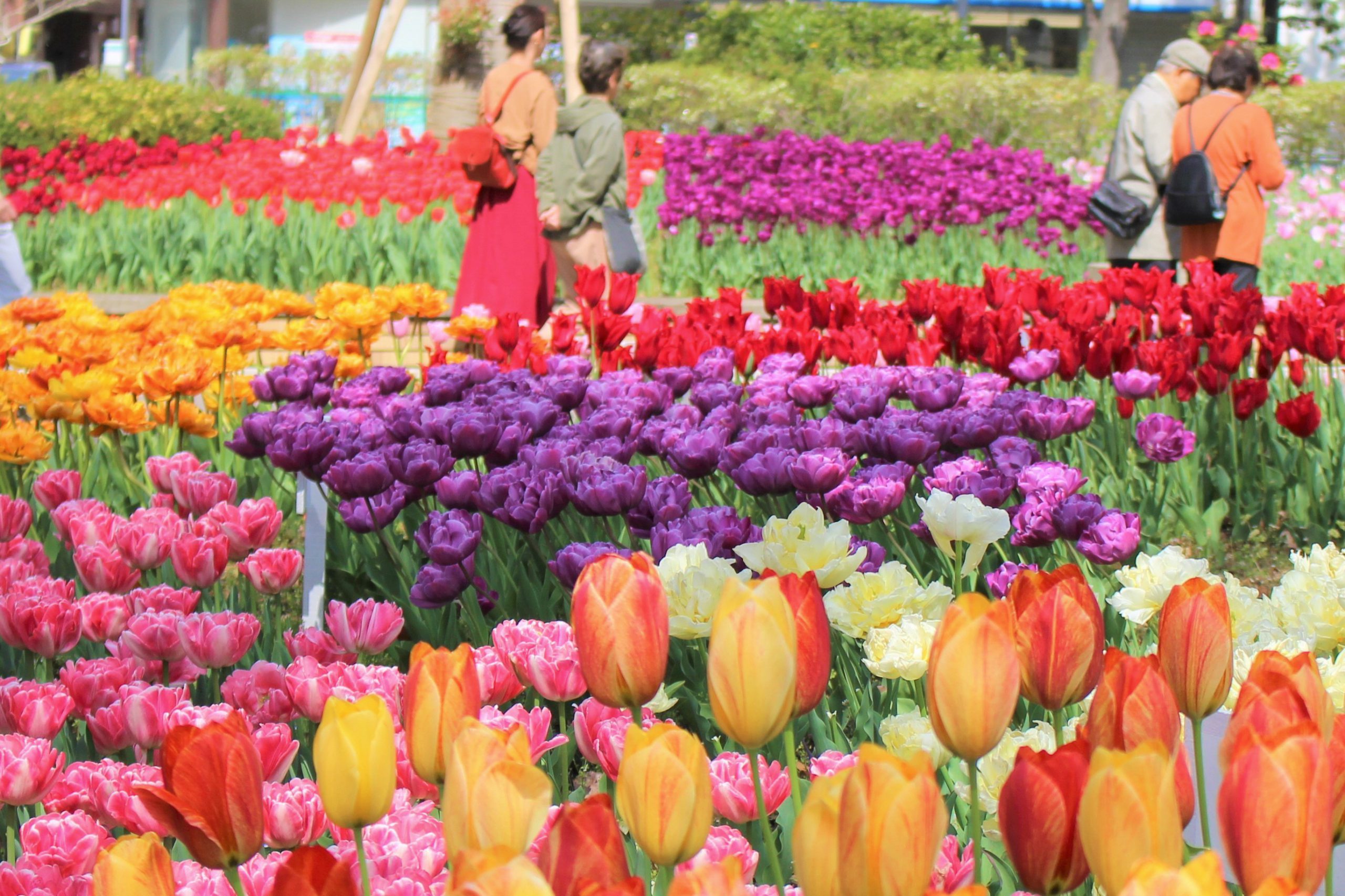 第43回よこはま花と緑のスプリングフェア21 ガーデンネックレス横浜