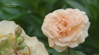 ガーデンネックレス横浜 21